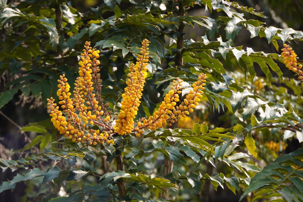 कंचनजंघा