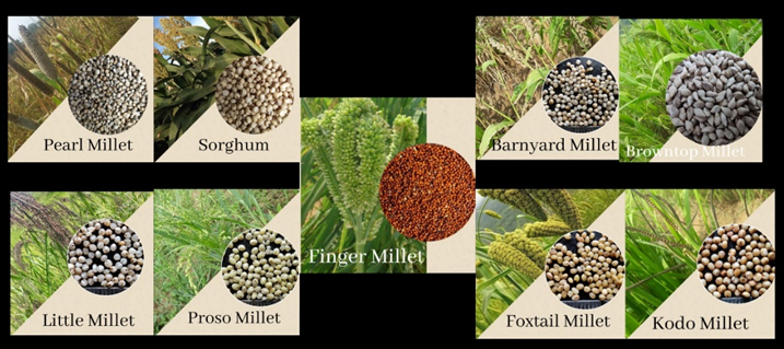 International Year of Millets 2023