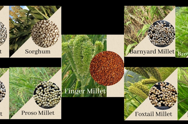 समाचार चित्र International Year of Millets 2023