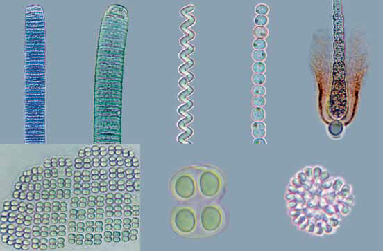 Algal Flora of Nepal Volume 1