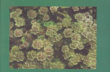 समाचार चित्र A Handbook of the Bryophytes of Nepal Vol. 1