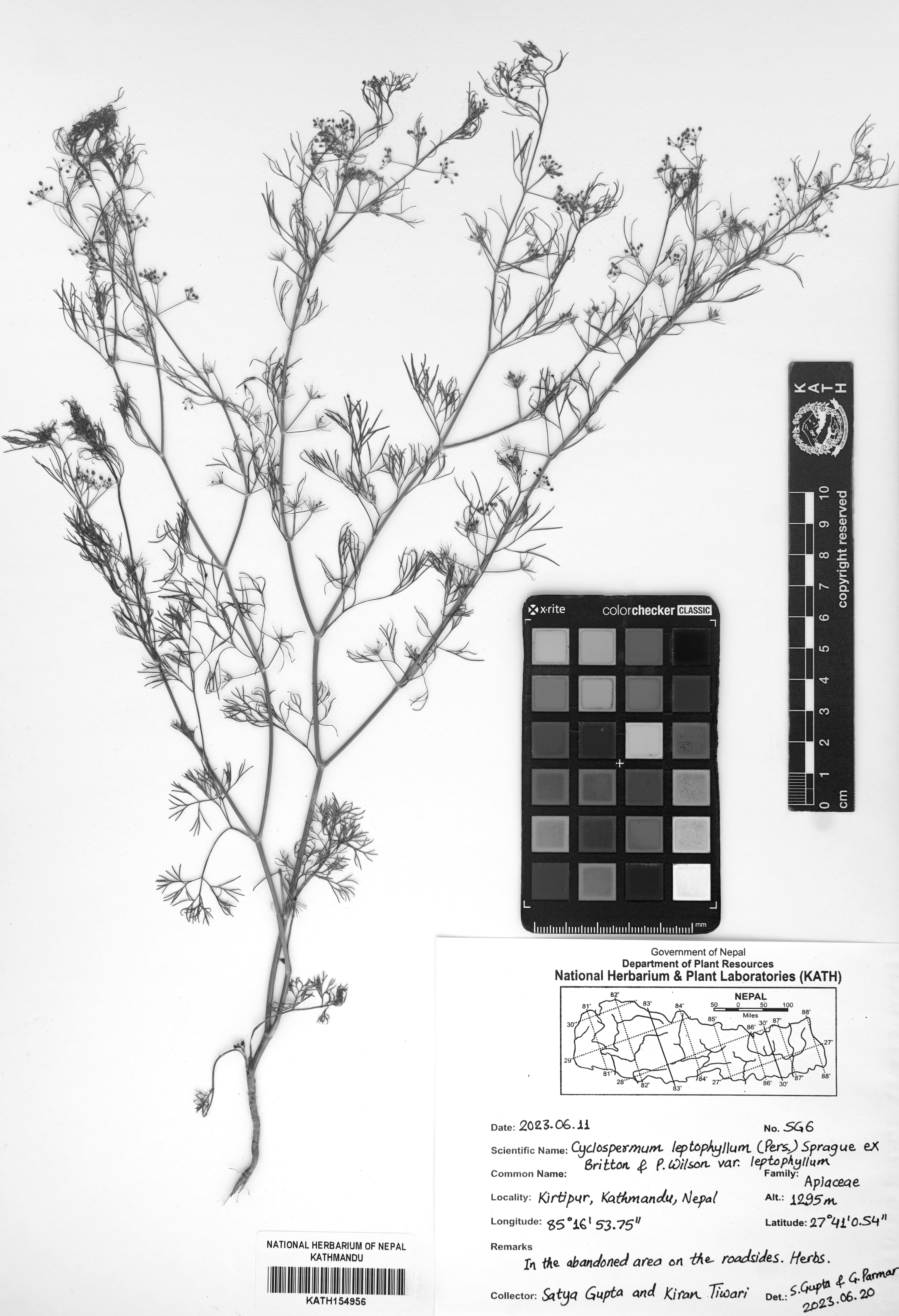 साइक्लोस्पर्मम लेप्टोफाइलम भार. लेप्टोफाइलम (एपिएसी)—नेपालको वनस्पतिमा नयाँ प्राकृतिकीकृत जातिय अभिलेख
