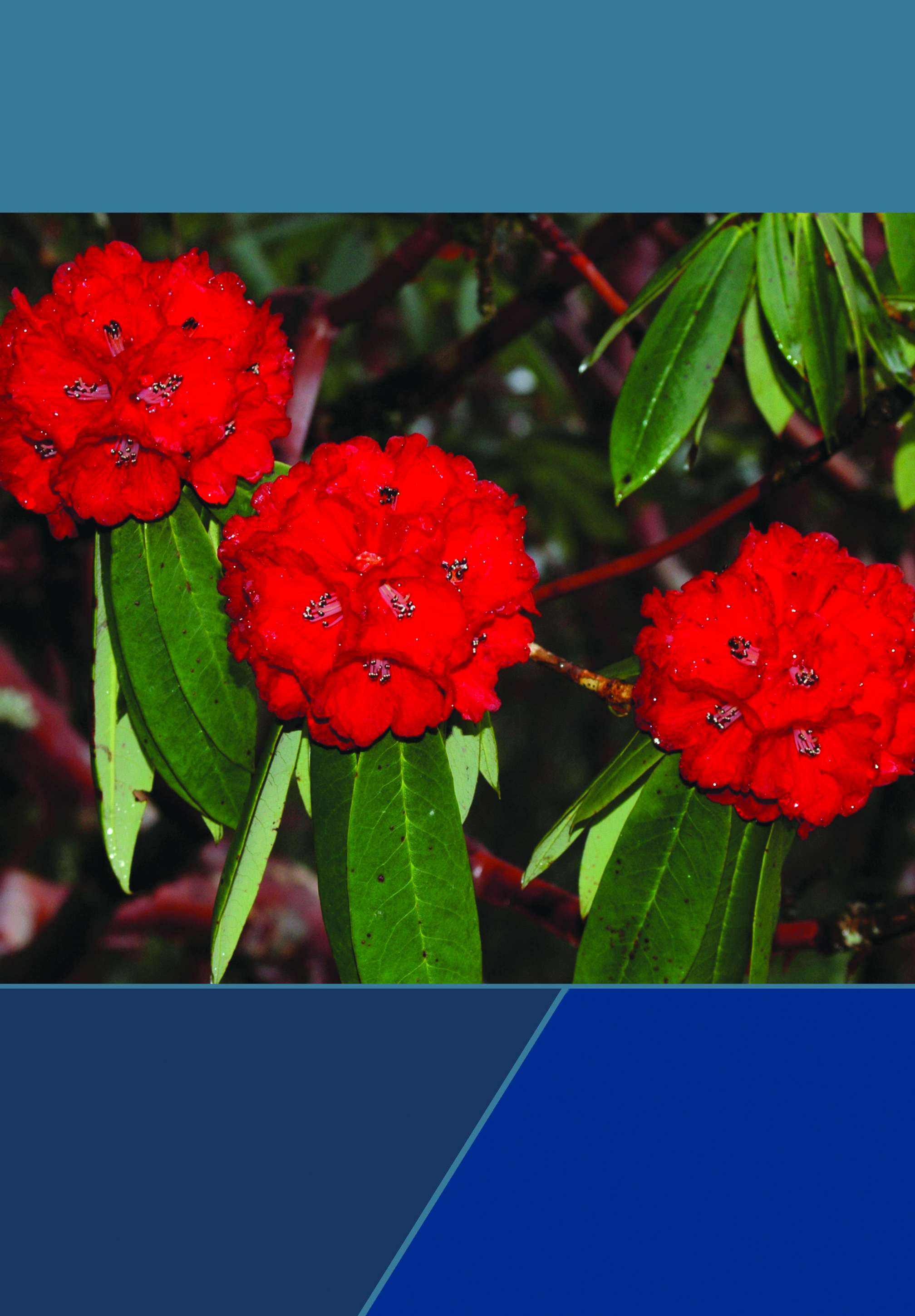 Flowering Plants Discovered From Nepal