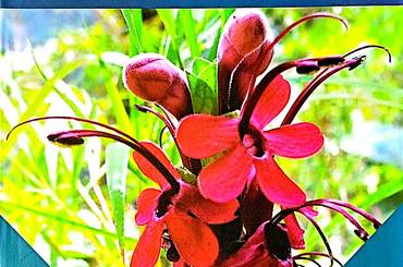 समाचार चित्र A Handbook of the Flowering Plants of Nepal Vol. 4