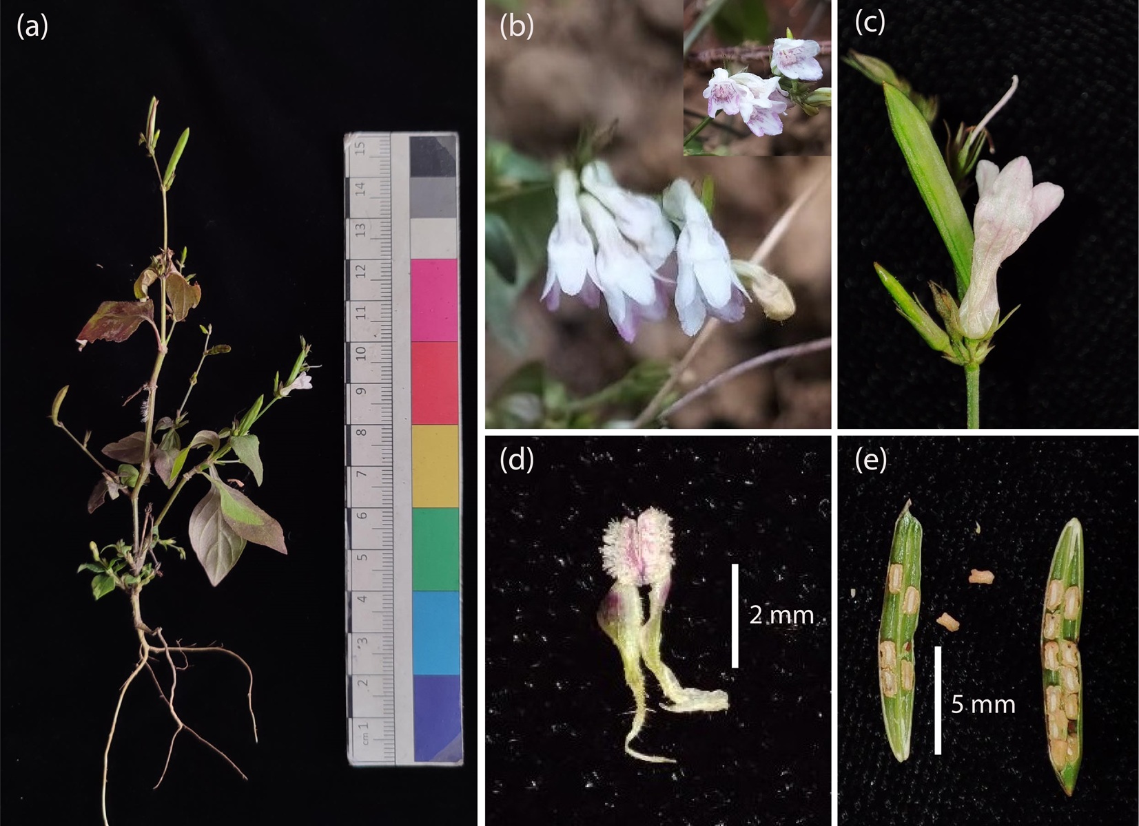 ह्याप्लान्थस लेक्सिफ्लोरस (एकेनेथेसी): नेपालको लागि नयाँ जातिको अभिलेख