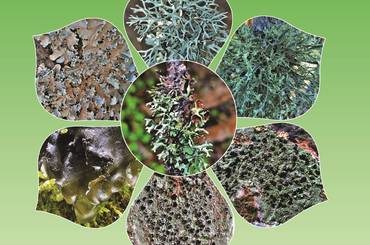 समाचार चित्र Lichens of Nepal (Checklist)