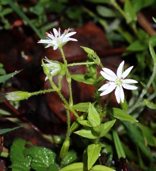 स्टेलारिया राजभण्डारी (क्यारियोफिलेसिए), नेपालबाट नयाँ प्रजाति तथा स्टेलारिया नियोटोमेन्टोसाको रिसरेक्सन