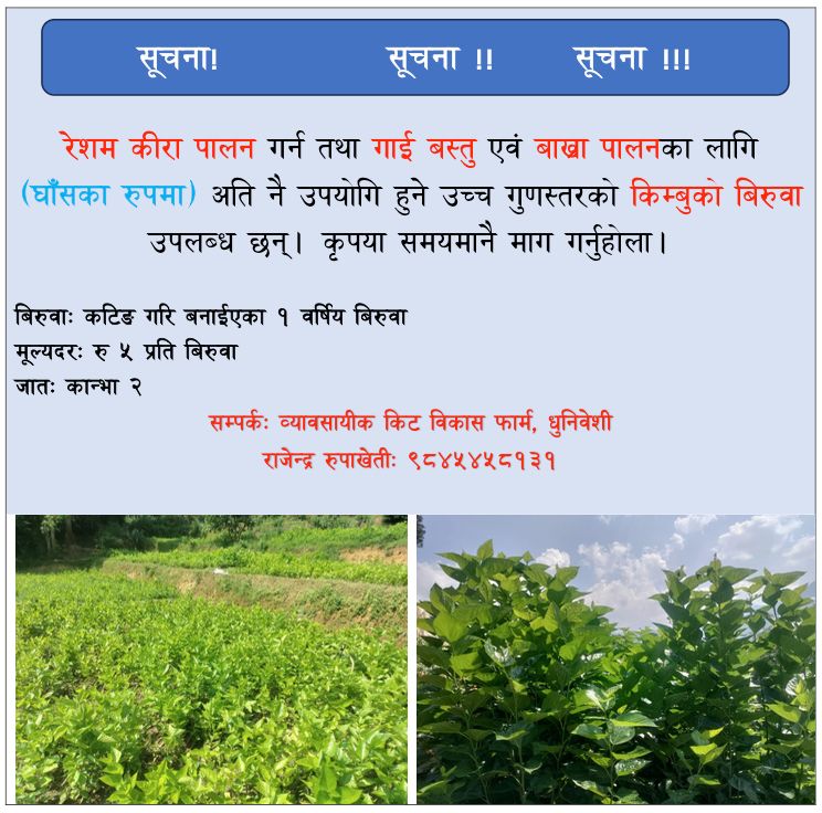 किम्बुको बिरुवा बिक्रि वितरण सम्बन्धमा