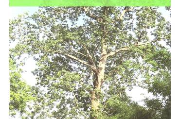 सिमल संरक्षण कार्ययोजना  (२०८०-२०९०) - img