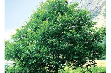 ओखर संरक्षण कार्ययोजना (२०८०-२०९०) - img