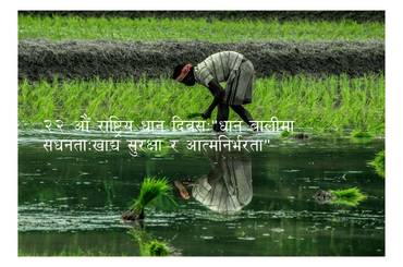 २२औ राष्ट्रिय धान दिवस तथा रोपाँई महोत्सव,२०८२ को अवसरमा कृषि विभाग बाट जारी गरिएको प्रेस विज्ञप्ती, - img