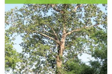 सिमल संरक्षण कार्ययोजना (२०८०-२०९०) - img