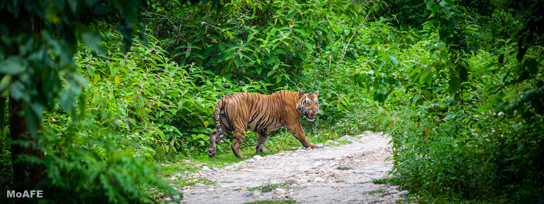 International Tiger Day 2026, विश्व बाघ दिवस २०२६Tiger captured by Nabin Baral , photographer of Ministry of Agriculture, Forest and Environment in Radha Krishna Buffer Zone Community Forest, Meghauli, in Chitwan National Park Buffer Zone Area. चितवन राष्ट्रिय निकुञ्जको मध्यवर्ती क्षेत्रमा पर्ने मेघौलीको राधा कृष्ण मध्यवर्ती सामुदायिक वन कृषि, वन तथा पर्यावरण मन्त्रालयका फोटोग्राफर नविन बरालद्वारा खिचिएको बाघ।