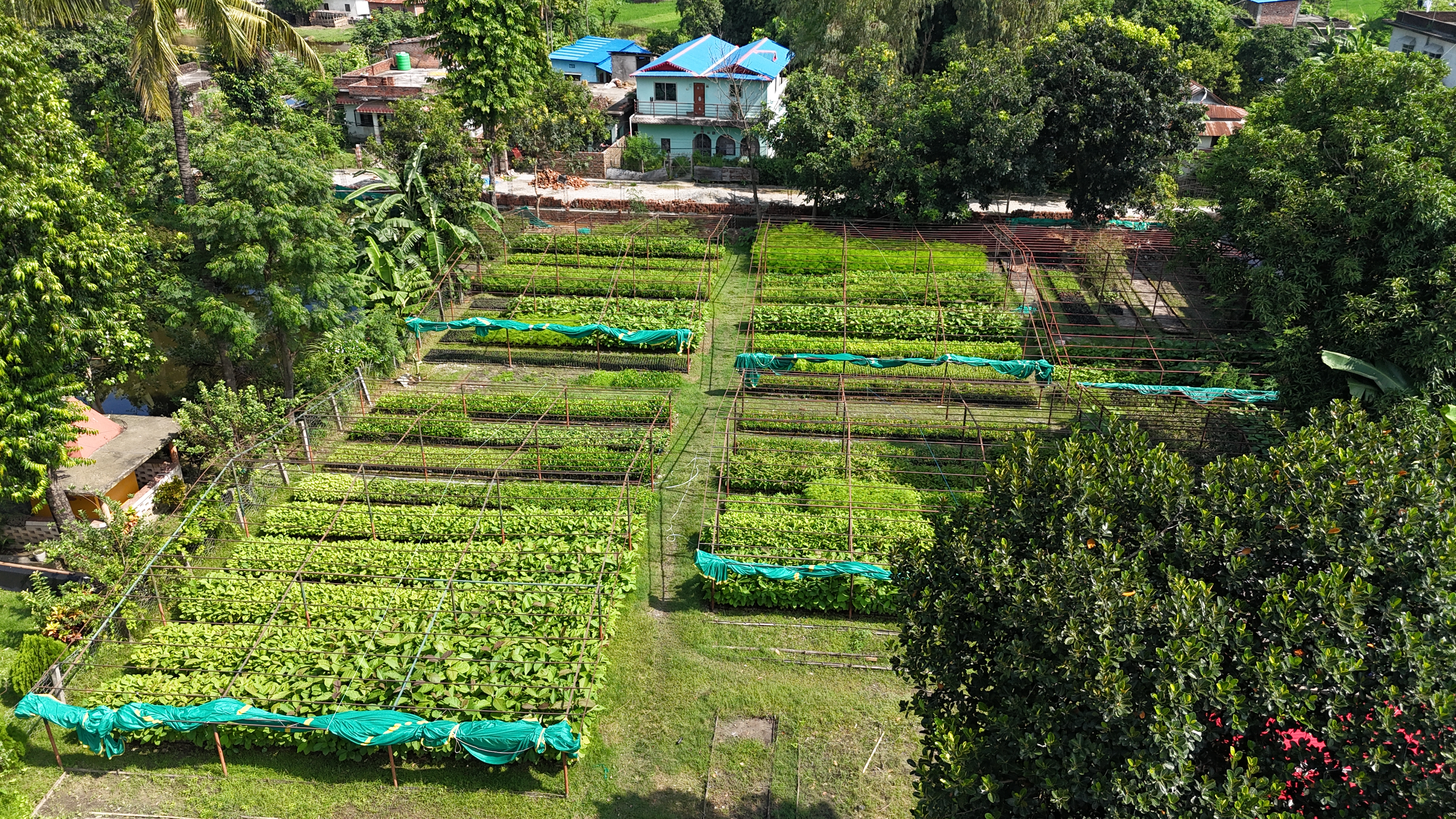 डिभिजन वन कार्यालय सुनसरीको वन नर्सरी