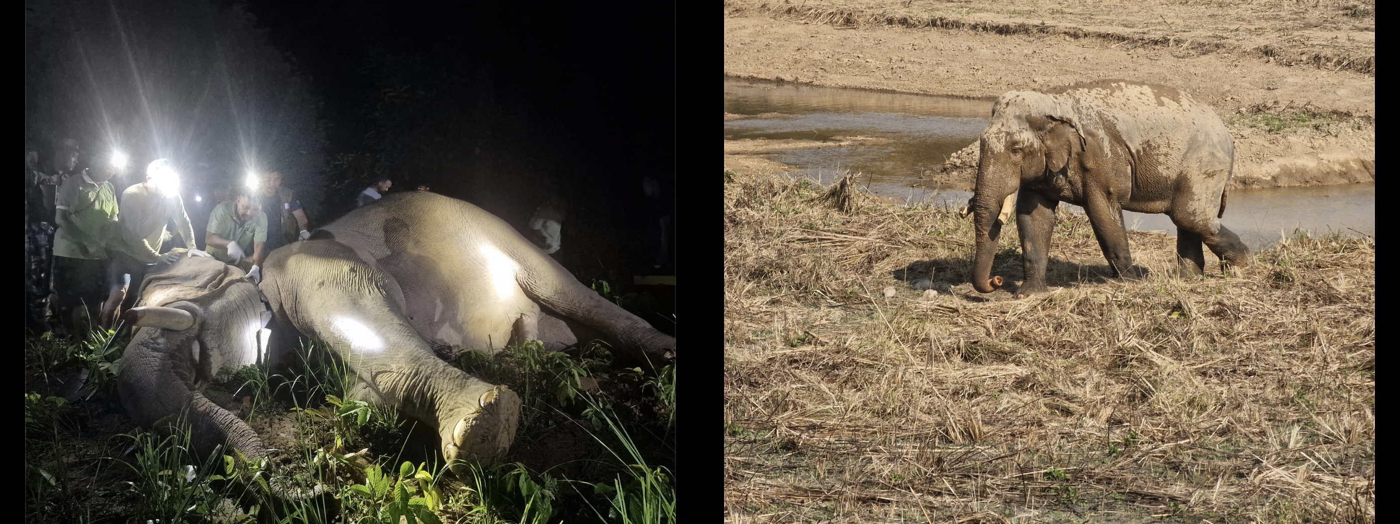 माननीय कृषि, वन तथा पर्यावरण मन्त्री गीता चौधरीज्यूले चितवन राष्ट्रिय निकुञ्ज वरपरका क्षेत्रहरुमा आतंक मच्चाईरहेको जंगली हात्ती (धुर्बे) को दीर्घकालीन व्यवस्थापनका लागि सरोकारवाला निकायलाई निर्देशन दिनु भएको थियो जसअन्तर्गत चितवन राष्ट्रिय निकुञ्जले मानव–हात्ती द्वन्द्व न्यूनीकरण तथा वन्यजन्तु व्यवस्थापनलाई प्रभावकारी बनाउन समस्या सिर्जना गर्दै आएको ध्रुवे हात्तीलाई रेडियो कलर जडान गरेको छ।
