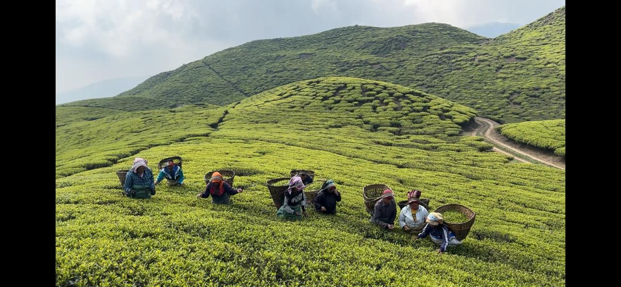 चिया बगान