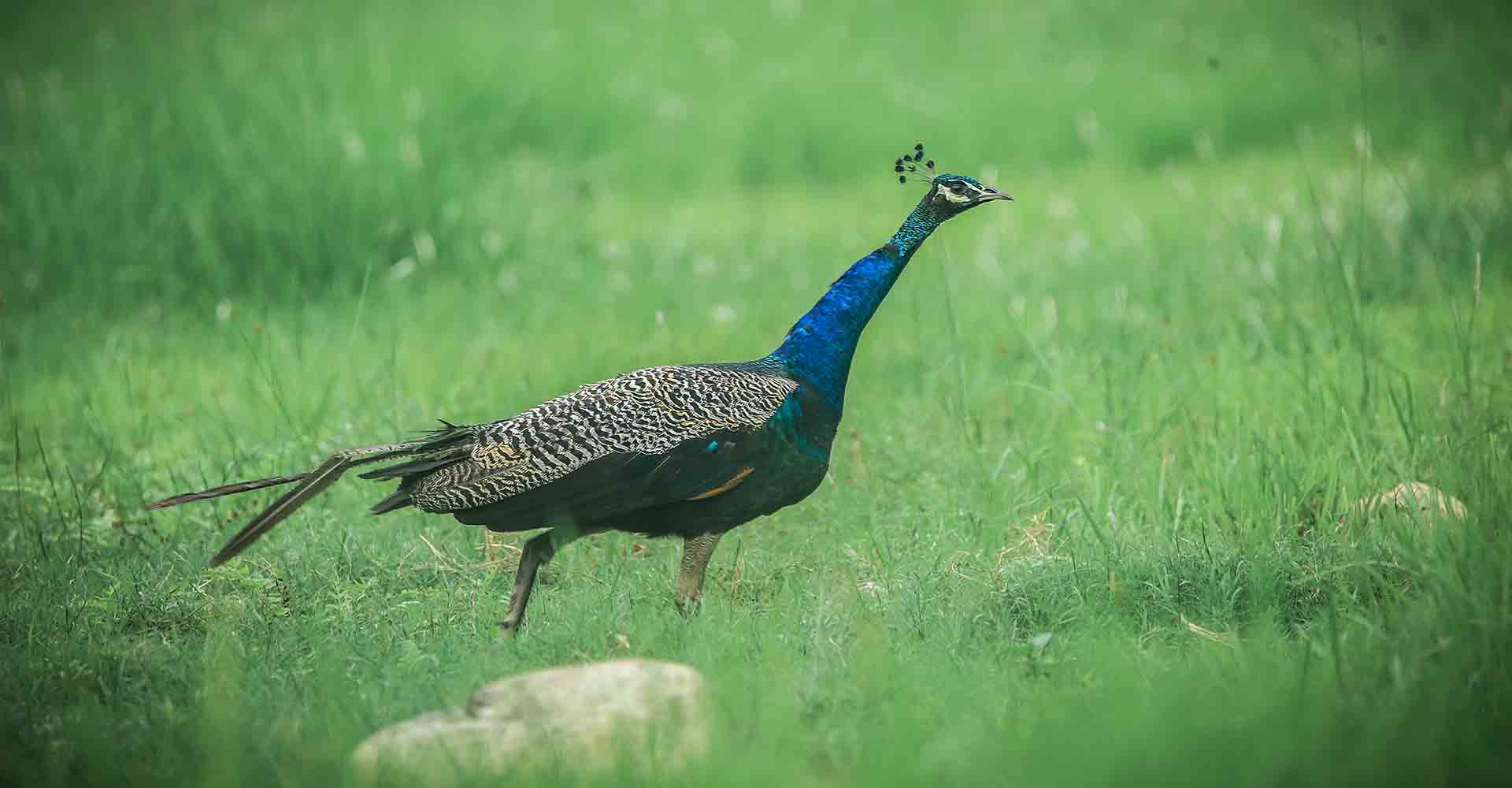 Government of Nepal