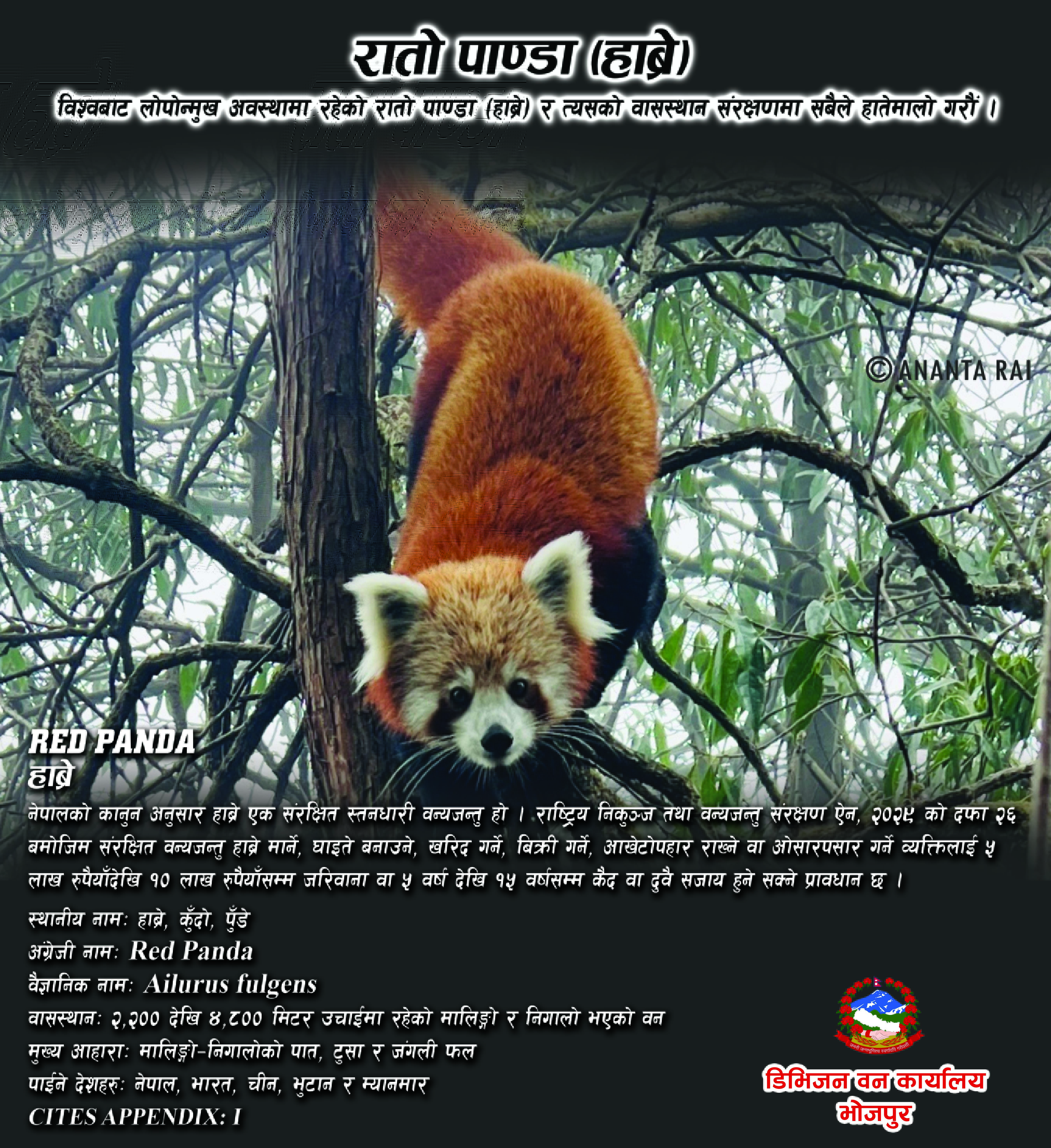 विश्वबाट लोपोन्मुख अवस्थामा रहेको रातो पाण्डा (हाब्रे) र त्यसको वासस्थान संरक्षणमा सबैले हातेमालो गरौँ ।