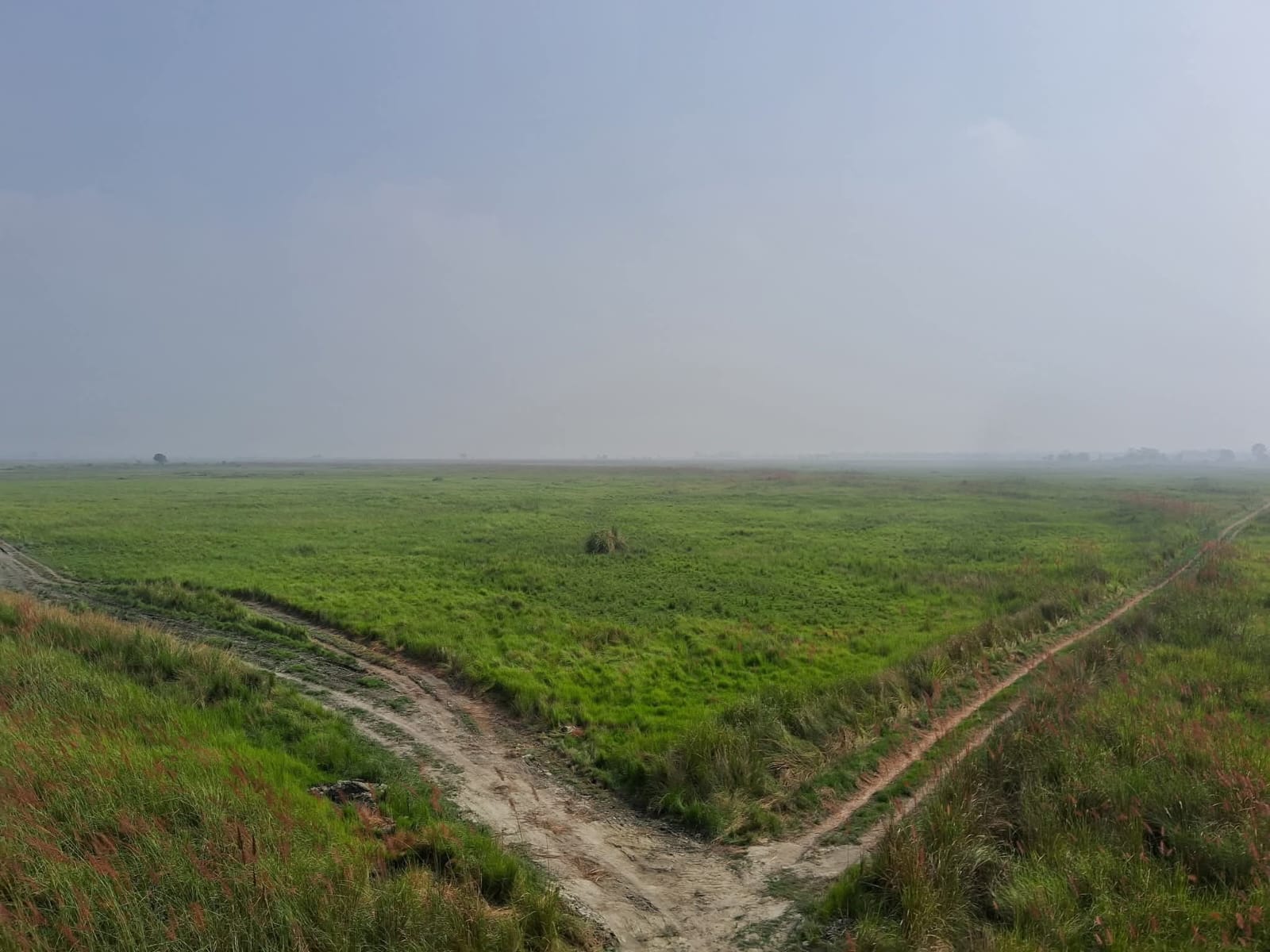Shuklaphanta Grassland