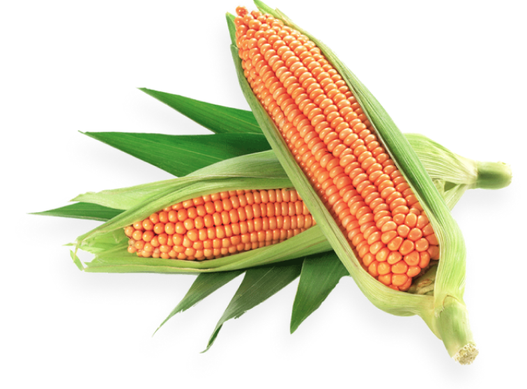 मकै जोन