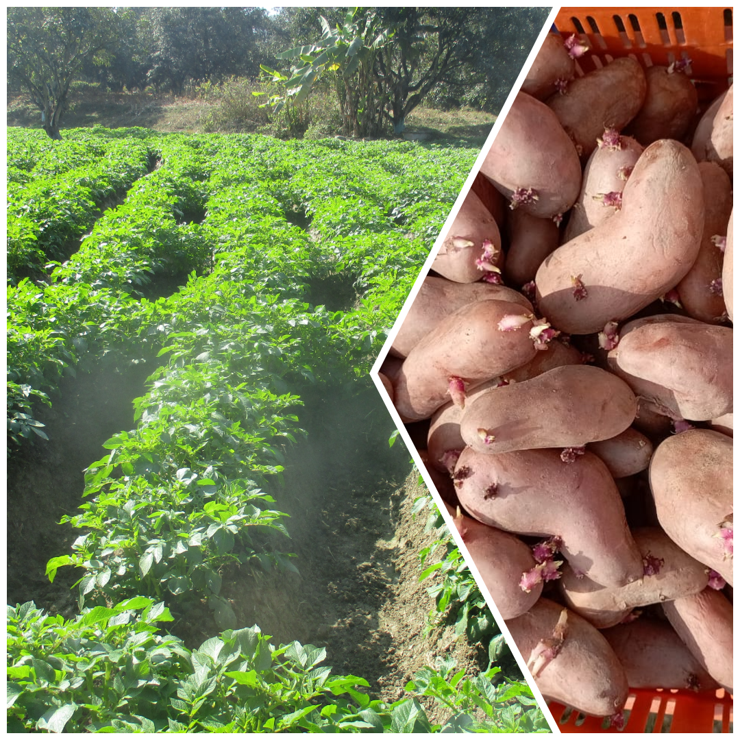 बीउआलु उत्पादन