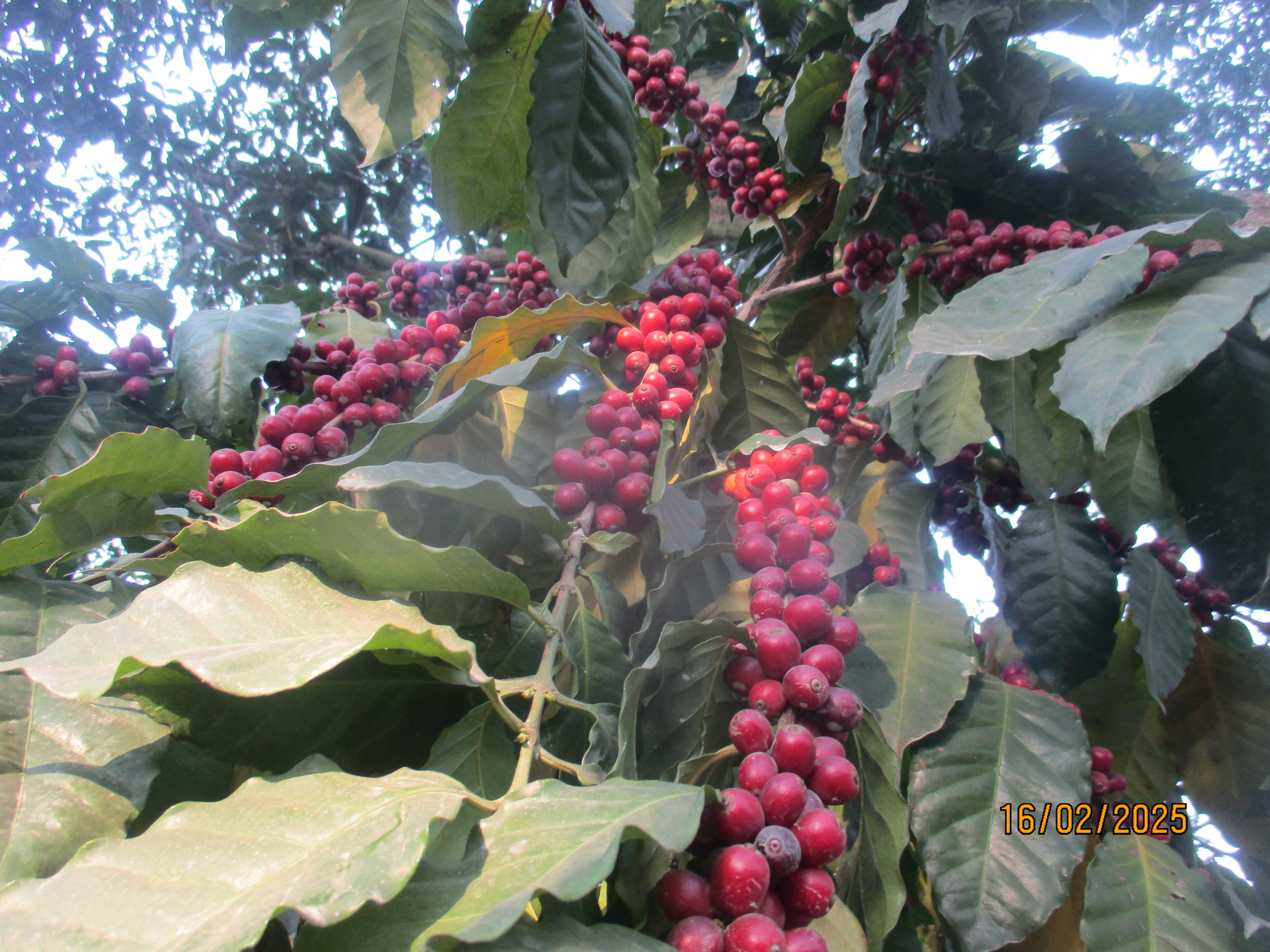 कफिको विरुवा उत्पादन