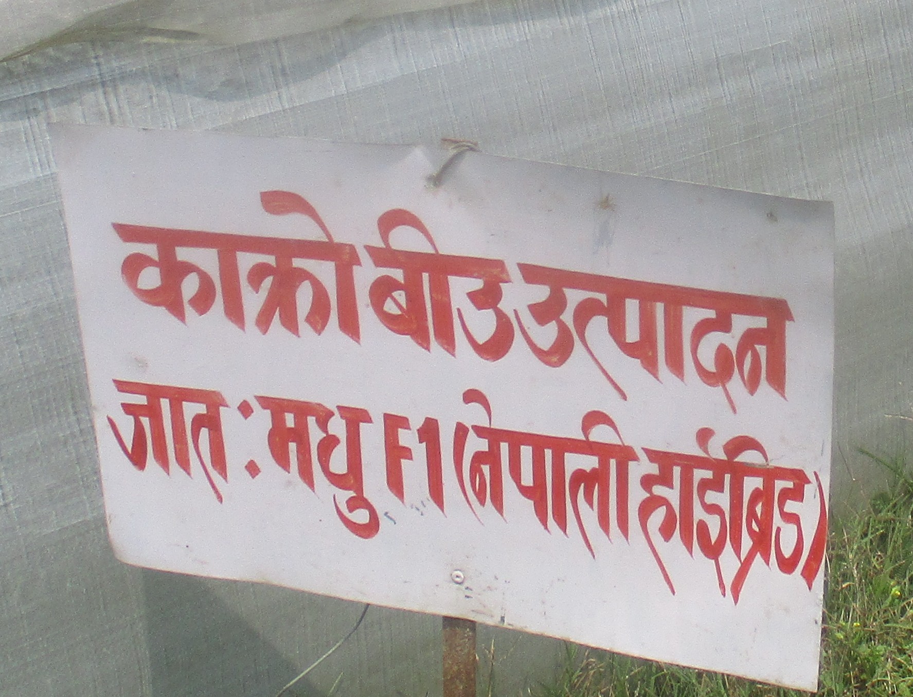 तरकारी बीउ उत्पादन